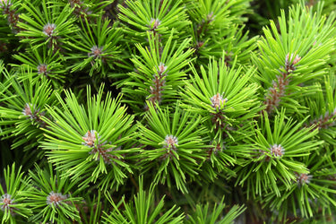 10 RED Japanese PINE TREE Korean Pinus Densiflora Evergreen Seeds